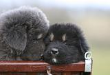 DOGUE DU TIBET 701